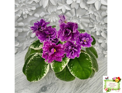 SV-Космические Ежи (С. Суворова) 2021 г.