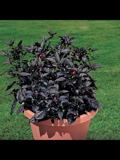 Перец острый Черная Жемчужина (Black Pearl Pepper), 10 шт