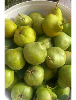 Груша  Бессемянка (ран.осен.)