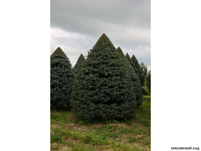 Топиар Ель колючая Глаука в форме конуса - Glauca