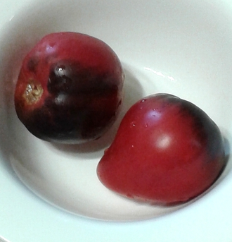 Семена томата Черная магия