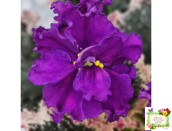 ВаТ-Тип-Топ (Т. Валькова) 2015 г.