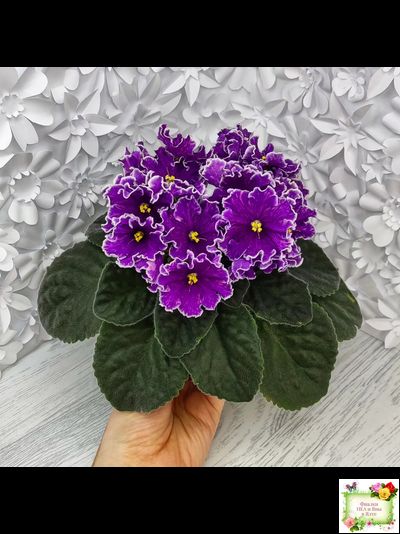 АВ-Просто Космос (Фиалковод) 2019 г.