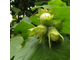 Фундук обыкновенный Вебба ценный Коб (Corylus avellana Webb&#039;s prize Cob)