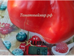 Томат Старинный сердцевидный из Акви Терме (Cuore Antico di Agui Terme), Италия