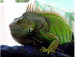 Игуана зеленая