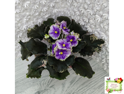 КО-Путеводная Нить (О. Кособокова) 2022 г.