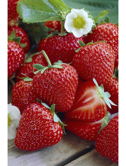 Рассада КЛУБНИКИ