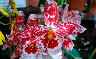 "Орхидея Камбрия" набор вайнеров и каттеров