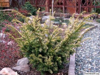 Тис ягодный Элегантиссима - Elegantissima