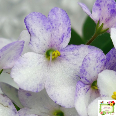 Белый Клоун (Е. и Я. Немчиновы) 2025 г. трейлер