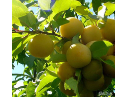 Слива Белоснежка