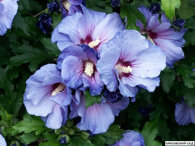 Гибискус Марина - Marina