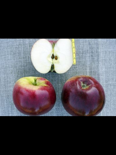 Стрела (яблоня колоновидная)