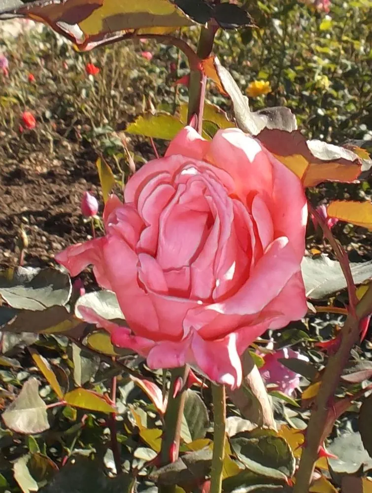 Феодосийская красавица (грандифлора). Селекция НБС