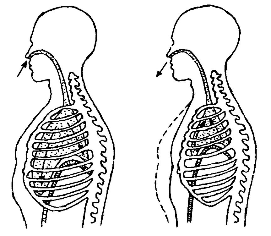 Схема процесса дыхания. Механизм вдоха и выдоха схема. Механизм вдоха и выдоха анатомия. Выдох у человека последовательность. Процесс дыхания вдох.