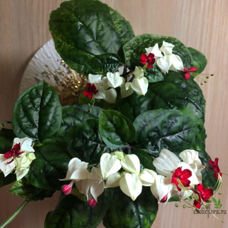 Clerodendrum x Speciosum Variegated (splendens x thomsoniae) / Клеродендрум сплеш