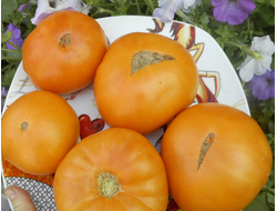 Округлые желтые и оранжевые сорта