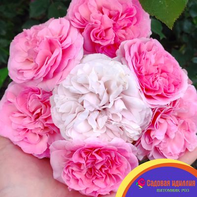 Мария Терезия (Mariatheresia)