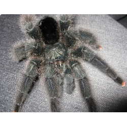Avicularia sp. Kwitara