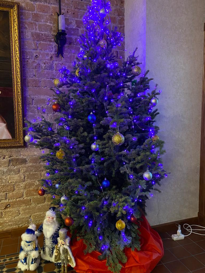 Пихта Сибирская 1,5 м  - 1,75 м