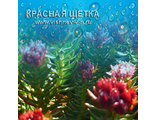 Капли Красной щетки