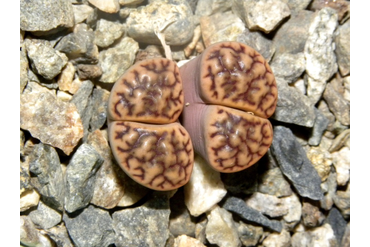 Lithops bromfieldii v. mennellii 
 