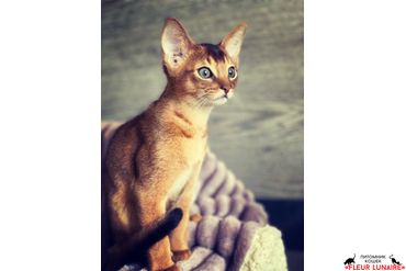 Абиссинский котенок позирует