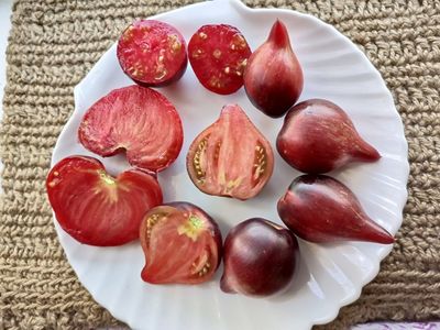 Томат Огненная комета Софии