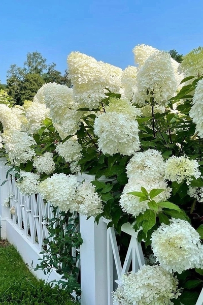 Гортензия метельчатая Phantom