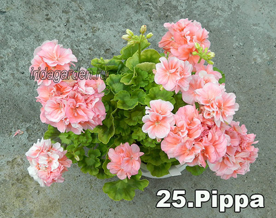 Пеларгония Pippa