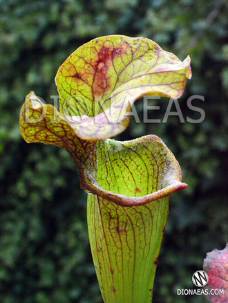 Sarracenia hybrid 14