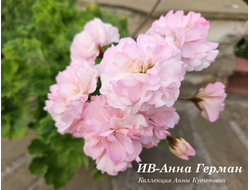 Пеларгония ИВ-Анна Герман