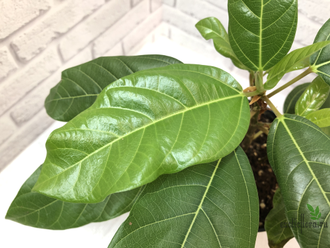 Ficus Sp. (aff.Racemosa) / Фикус Ракемоза