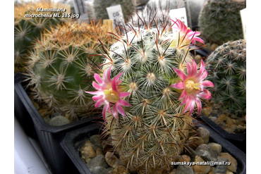 Mammillaria microchelia ML 285