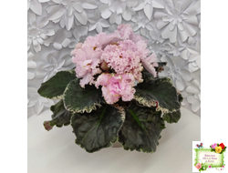 АВ-Роскошная Жизнь (Фиалковод) 2021 г. (лист посажен 03.11.25)