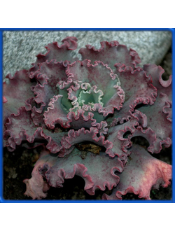 Echeveria shaviana, Peregrina