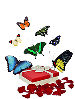 Салют из 7 бабочек яркий микс . от 7 до 16 см.