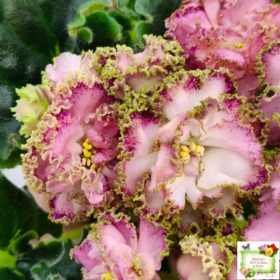 ЛЕ-Медуница (Е. Лебецкая) 2020 г.