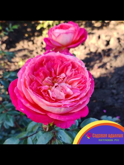 Куин оф Хартс (Queen of Hearts)