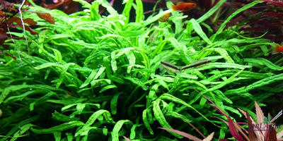 Папоротник Тридент (пластиковый горшок)