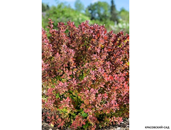 Барбарис Тунберга Pink Perfection - фото в саду - красовский-сад.рф