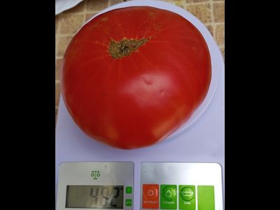 Томат Розовый из Пералеса (Rosa de Perales) Испания