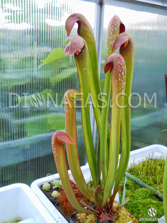 Sarracenia Minor