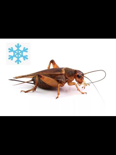 Сверчок банановый замороженный имаго