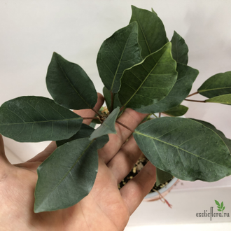 Фикус Буркеи / Ficus burkei