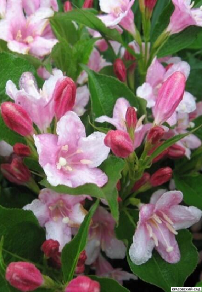 Вейгела цветущая Пинк Принцесс фото цветков в саду красовский-сад.рф