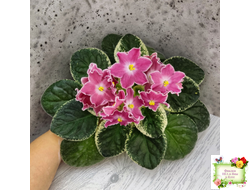 НД-Наталка-Полтавка (Н. Данилова-Суворова) 2018 г.