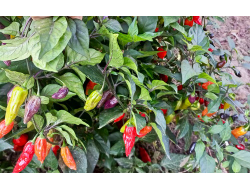 Перец острый  Naga Smooky Rainbow