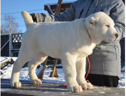Кобель 4. ЖАНГОВАР. Свердловская область